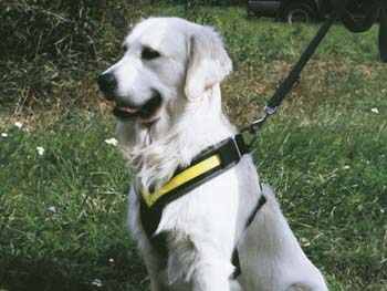 MIM, Hundsele MIM Allsafe